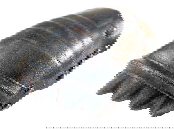 Part of a Gauntlet for the Left Hand, 16th Century. - Image 4